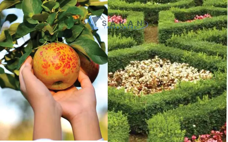 ماونتن فيو اي سيتي أكتوبر